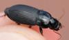 Harpalus rubripes